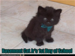Lol Cats Two!