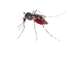Mosquito Gang