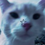 feral felines staff apps