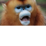 Become monke again