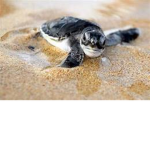 #TurtleSquad!!!!!