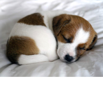 Puppies Run The World