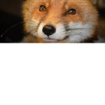 Fox_ fan club