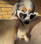 HundBunt