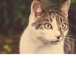 Warrior Cats Legacy