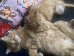 Ohdarlingcinnamon clothing (my cat are the cover)