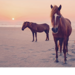 horse crazy people!!!!!!!!!
