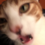 Los Gatos molan