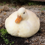 duckm