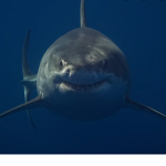 shark discovery