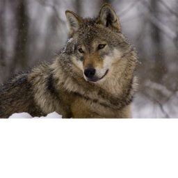 peeing wolf icon