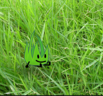 Grassy’s free grass (and facts about grass)