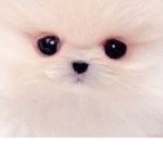 GinnyAndOliviaCutePuppy