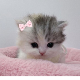 🐾