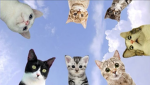 Cats Of The UK
