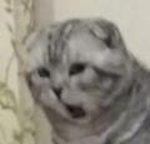 Yawning cat