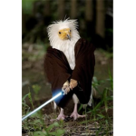 The Jedi Birds