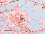 >"~Itz Blossom Besties~"<