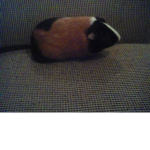 The guinea pigs family