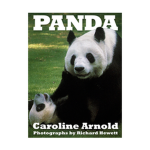 Panda bear grouppy