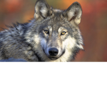 fake wolf king king