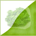 Lettuce Few