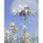 ~ dandelion’s meadow ~