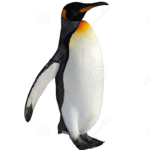 Tony the Penguin