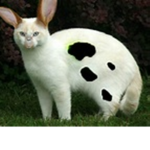 ~Animal GanG