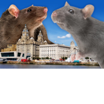 Big fats rats
