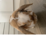 iilovefatbunniesroblox fan group