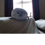Derpy seal