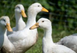 N8theDuck Studios
