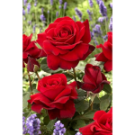 Roselets