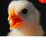 All Praise the Chicken God