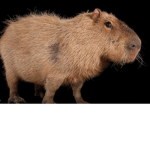 CapybaraA