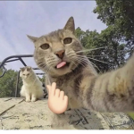 Kitten Kat