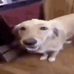 survival the killer the butter dog