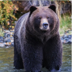 The awesome bear group