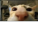 xitty