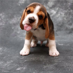 Team Puppies Forever!