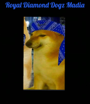 |~Diamond Dogz Mafia~|