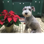 Lola The Schnauzer Fan Group