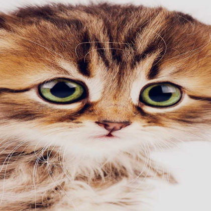 Cute cat Roblox decal