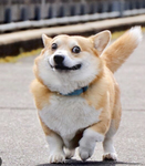 Corgi click