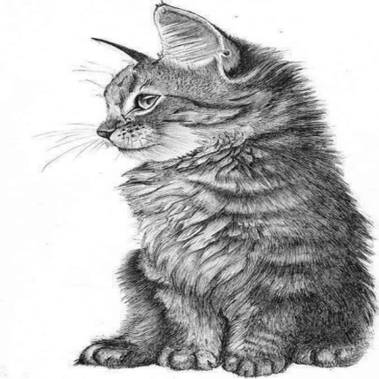 kitten