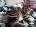 Idk is my cat cool