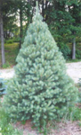 Christmas Tree Fan Club