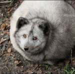 Fox อ้วน
