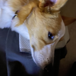 picture of my dog